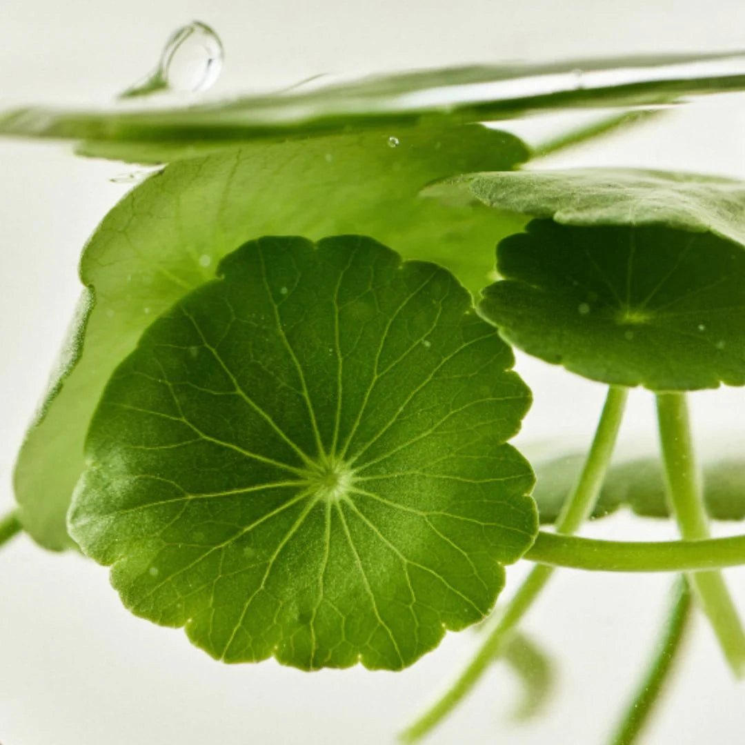 Beauty of Joseon Light On Serum: Centella   Vita C - 30ml