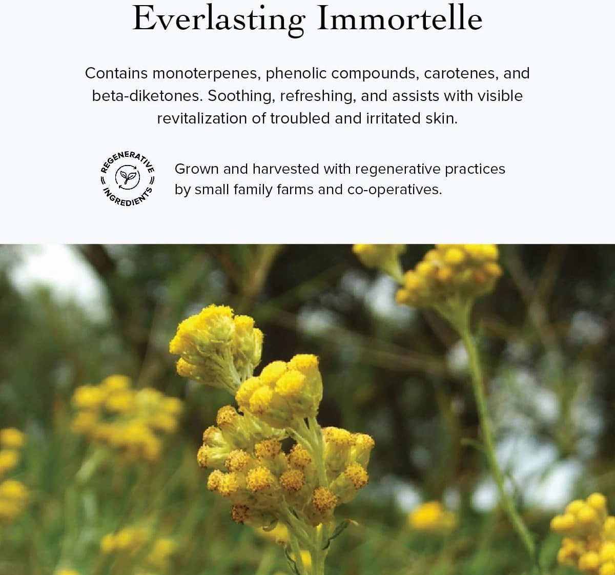 evanhealy Immortelle HydroSoul | Copper Distilled Hydrosol | Organic Facial Tonic | Face Toner for Dark Circles & Morning Eye Puffiness | Spicy Warmth, Smokey, Maple Sweet Fragrance