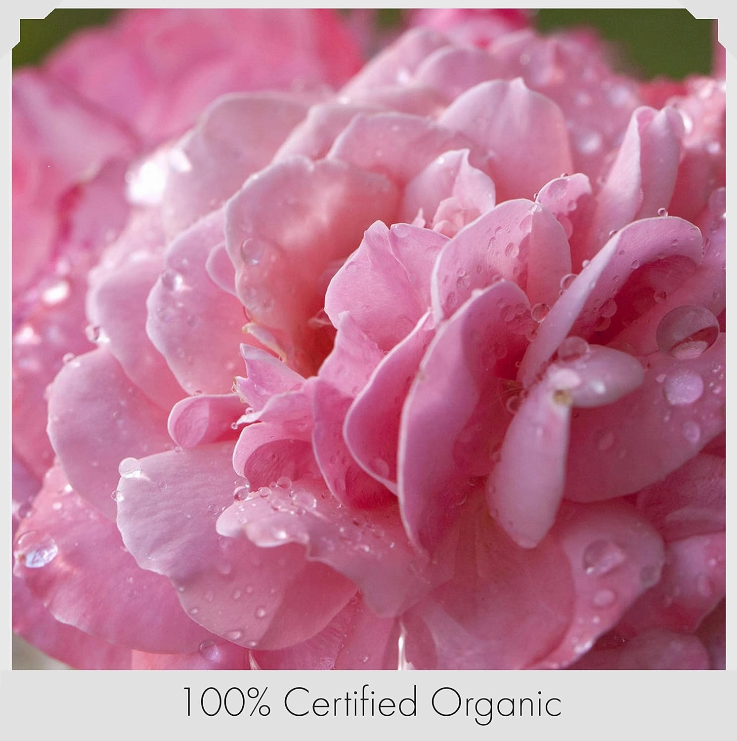 Natural Radiance Anti Age Facial Toner Organic Rosewater, Glycerin, Sea Kelp, Witch Hazel Face Toner - Regenerating - Naturally Hydrating Vitamin Drink for Skin - Firms Skin, Promotes a Youthful Glow.